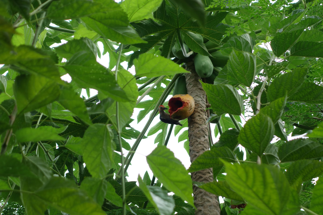 woodpecker eating a papaya